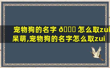 宠物狗的名字 🐋 怎么取zui
呆萌,宠物狗的名字怎么取zui
呆萌好听 🐟